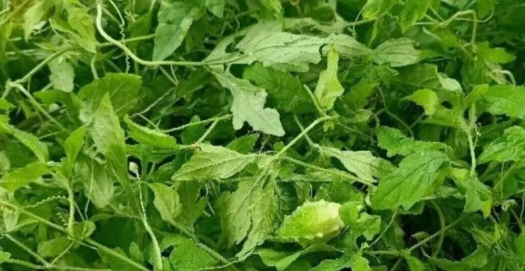 daun pare untuk pencernaan