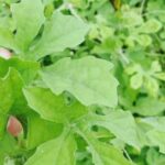 daun pare untuk darah tinggi