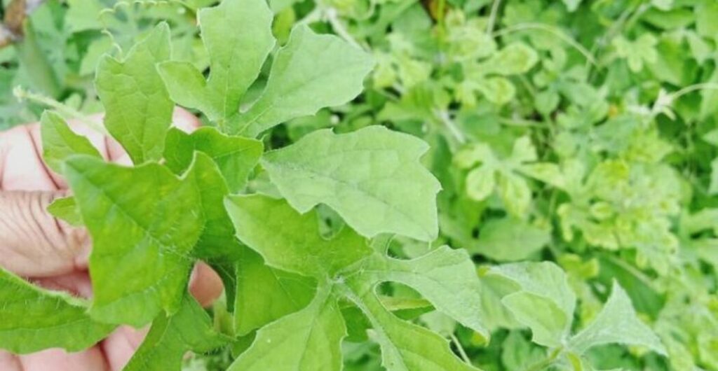 daun pare untuk darah tinggi