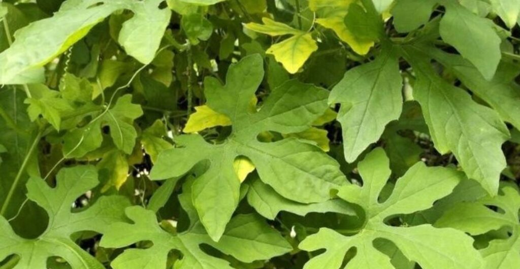 daun pare untuk kesehatan kulit