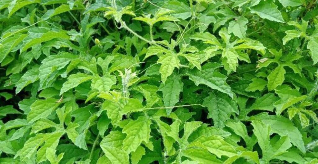 efek samping daun pare