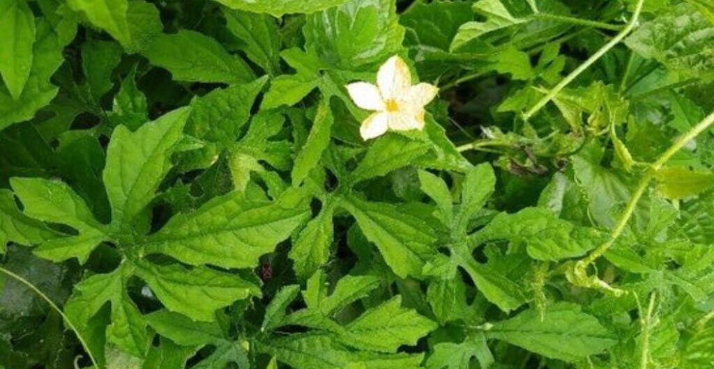 daun pare tanaman obat